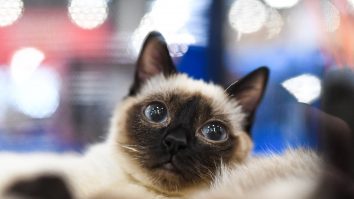 Noul medicament care tratează pisicile cu artrită