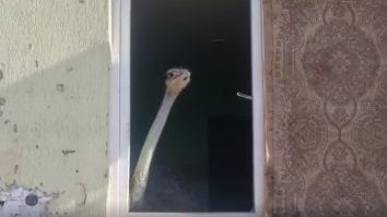 Struț ca animal de companie. Pasărea a fost găsită într-un apartament din Mehedinți