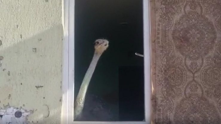 Struț ca animal de companie. Pasărea a fost găsită într-un apartament din Mehedinți