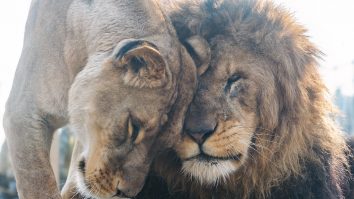 căsătorie între lei