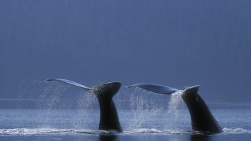 Islanda renunță, din 2024, la vânătoarea de balene