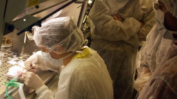 Elveția va vota dacă va interzice sau nu testele medicale efectuate pe animale