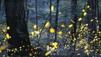 Oamenii de știință au descoperit că licuricii își sincronizează sclipirile