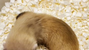 Specia de dihori cu picioare negre ar putea fi salvată datorită clonării