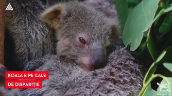 Koala este pe cale de dispariție. Numărul exemplarelor a scăzut drastic