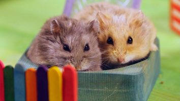 STUDIU: Hamsterii pot transmite COVID-19 către oameni