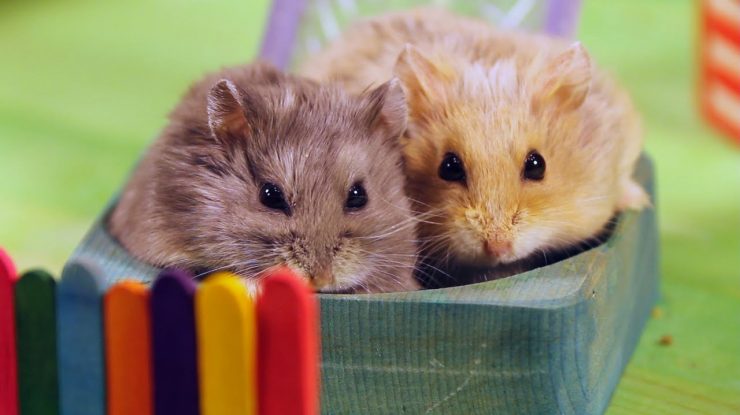 STUDIU: Hamsterii pot transmite COVID-19 către oameni