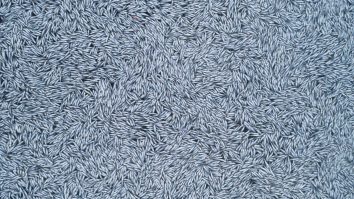 100.000 de pești morți au fost găsiți în largul coastei franceze. Autoritățile au lansat o anchetă