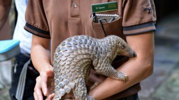 Specii pe cale de dispariție ar putea fi salvate prin înghețarea materialului genetic și reproducerea în laborator