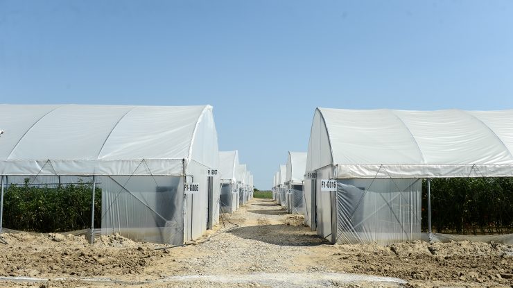 Criza energetică. Britanicii ar putea rămâne fără faimosul sandviș cu castraveți