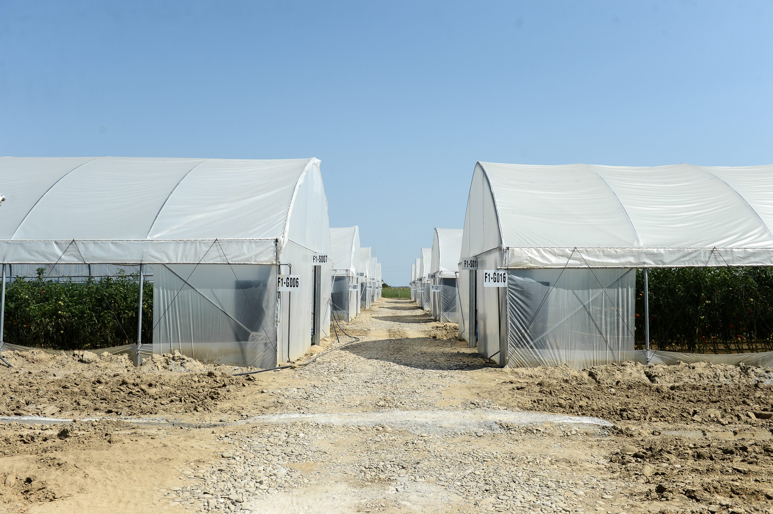 Criza energetică. Britanicii ar putea rămâne fără faimosul sandviș cu castraveți