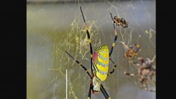 Joro – păianjenii zburători uriași care se înmulțesc pe Coasta de Est a SUA