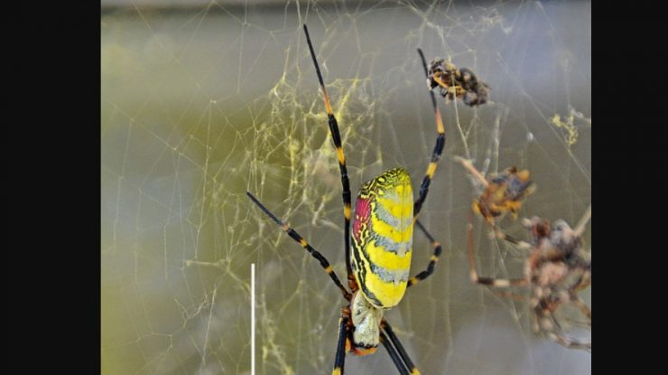 Joro – păianjenii zburători uriași care se înmulțesc pe Coasta de Est a SUA