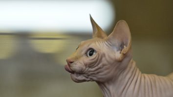 Cum a luat naștere rasa pisicilor Sphinx și de ce acestea nu au blană