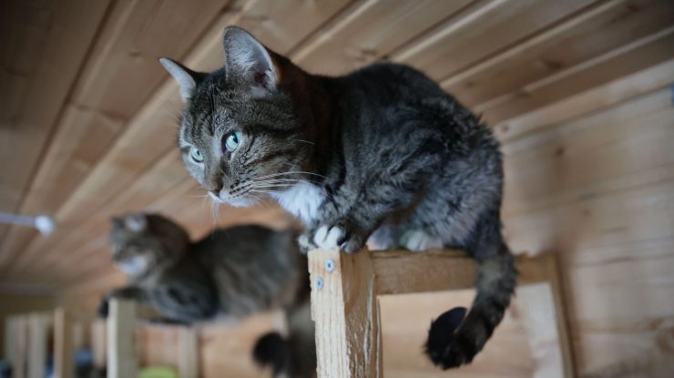 Oamenii de știință vor să crească pisici non-alergenice