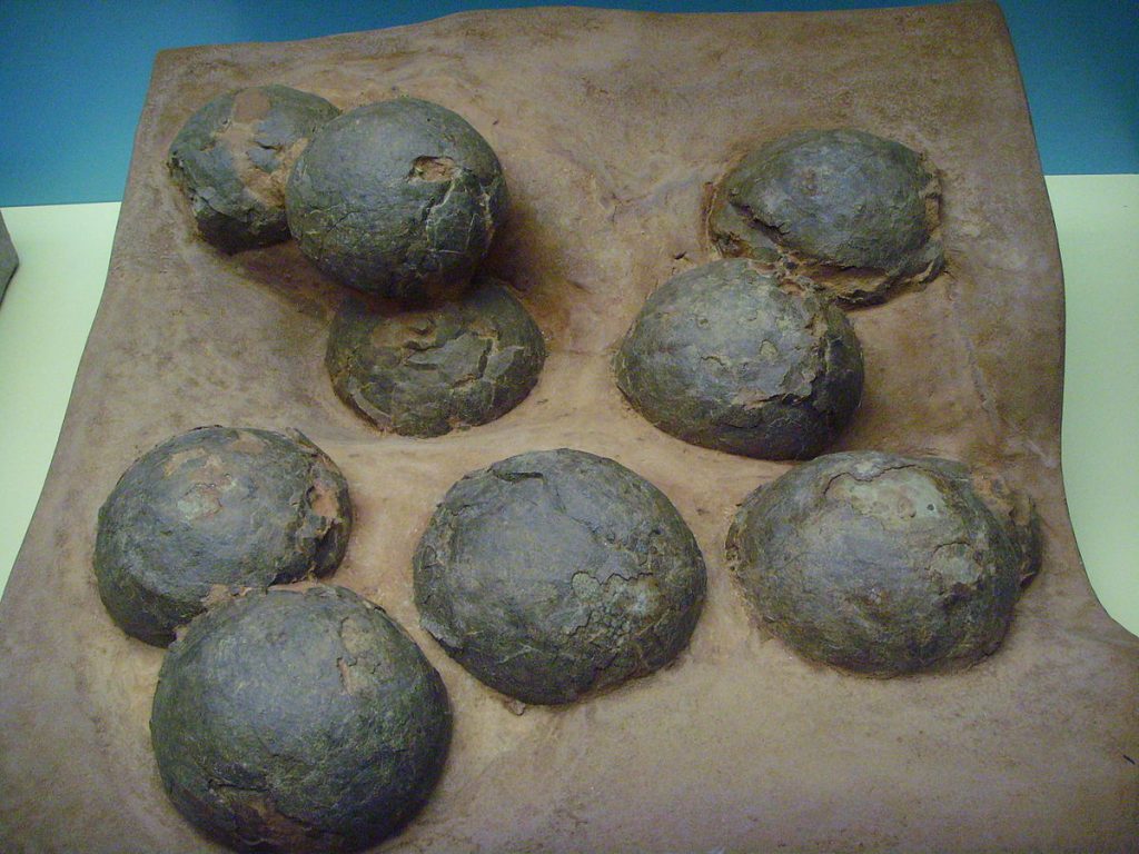 ouă fosilizate