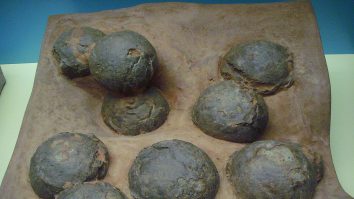ouă fosilizate
