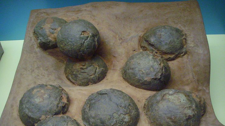 ouă fosilizate