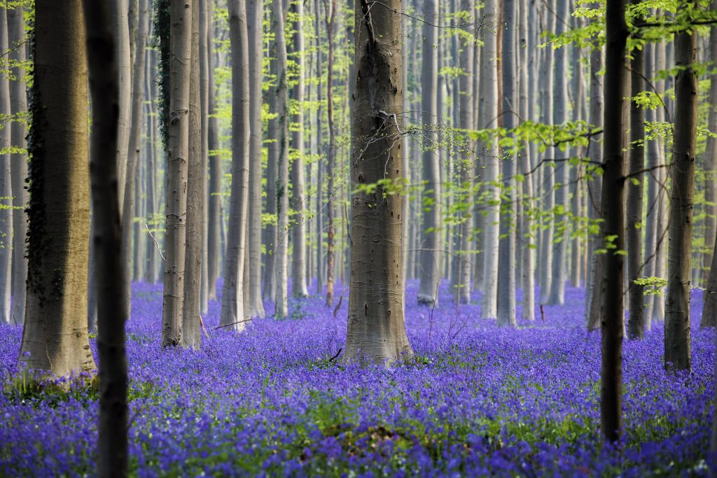 The famed bluebells are in bloom again in the Hallerbos forest south of Brussel, Belgium, on Tuesday, April 19, 2022. For the first time since the pandemic struck over two years ago, the woods featuring violet blue carpets of wild Hyacinths are packed with tourists again. (AP Photo/Olivier Matthys)