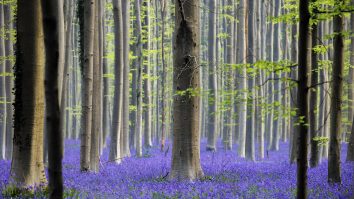 The famed bluebells are in bloom again in the Hallerbos forest south of Brussel, Belgium, on Tuesday, April 19, 2022. For the first time since the pandemic struck over two years ago, the woods featuring violet blue carpets of wild Hyacinths are packed with tourists again. (AP Photo/Olivier Matthys)