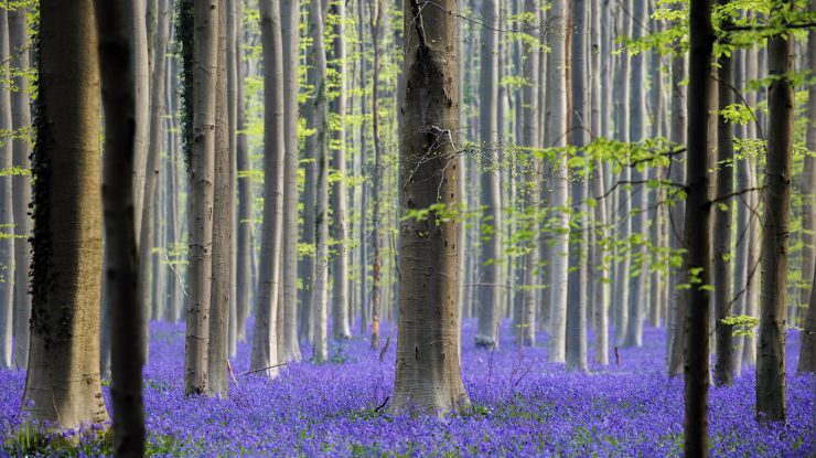 The famed bluebells are in bloom again in the Hallerbos forest south of Brussel, Belgium, on Tuesday, April 19, 2022. For the first time since the pandemic struck over two years ago, the woods featuring violet blue carpets of wild Hyacinths are packed with tourists again. (AP Photo/Olivier Matthys)