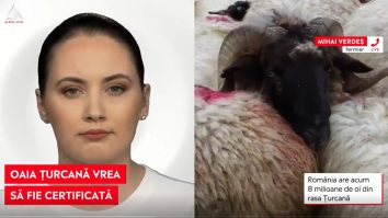 România va cere certificare europeană pentru lâna de oaie Țurcană