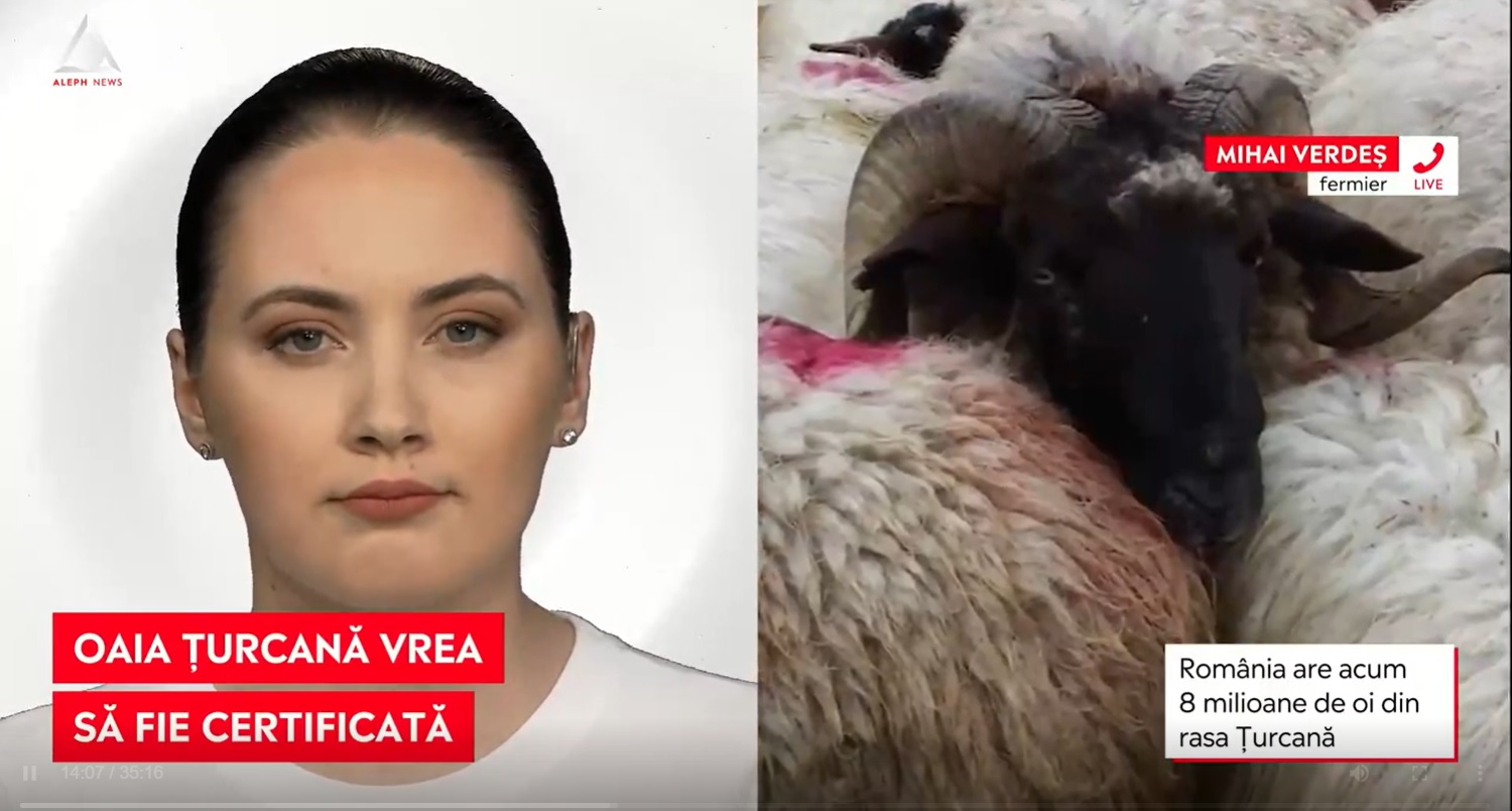 România va cere certificare europeană pentru lâna de oaie Țurcană