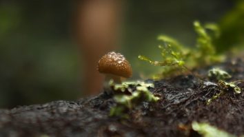 Denimul albastru, dispariția dinozaurilor și alte motive pentru care ciupercile ne influențează întreaga existență