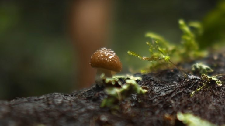 Denimul albastru, dispariția dinozaurilor și alte motive pentru care ciupercile ne influențează întreaga existență