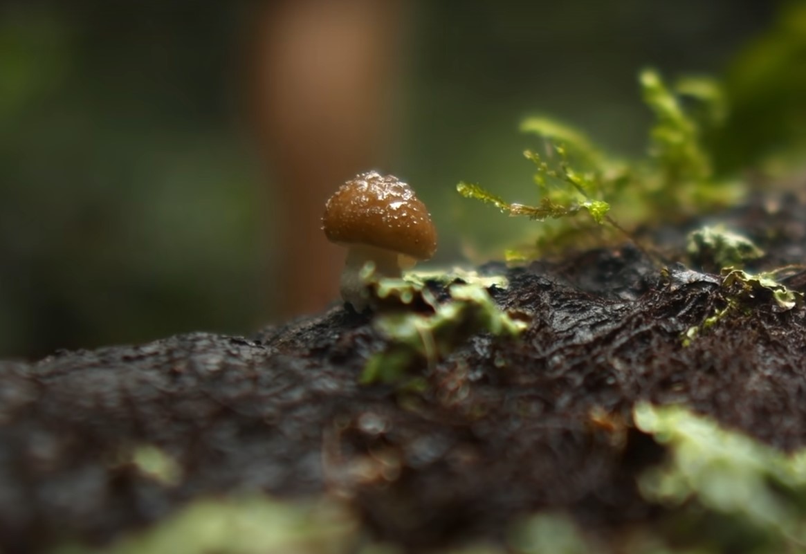 CIUPERCILE VORBESC. Experții au descoperit că pot folosi un vocabular de cel puțin 50 de cuvinte