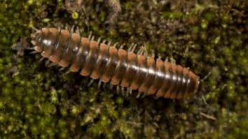 Entomologii au botezat o nouă specie de miriapod după cântăreața americană Taylor Swift