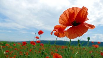 Guvernul taliban combate traficul de droguri prin interzicerea recoltării macului