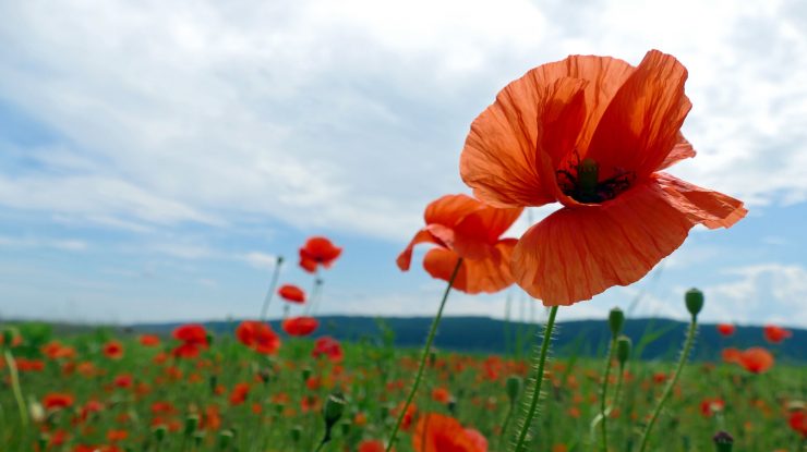 Guvernul taliban combate traficul de droguri prin interzicerea recoltării macului