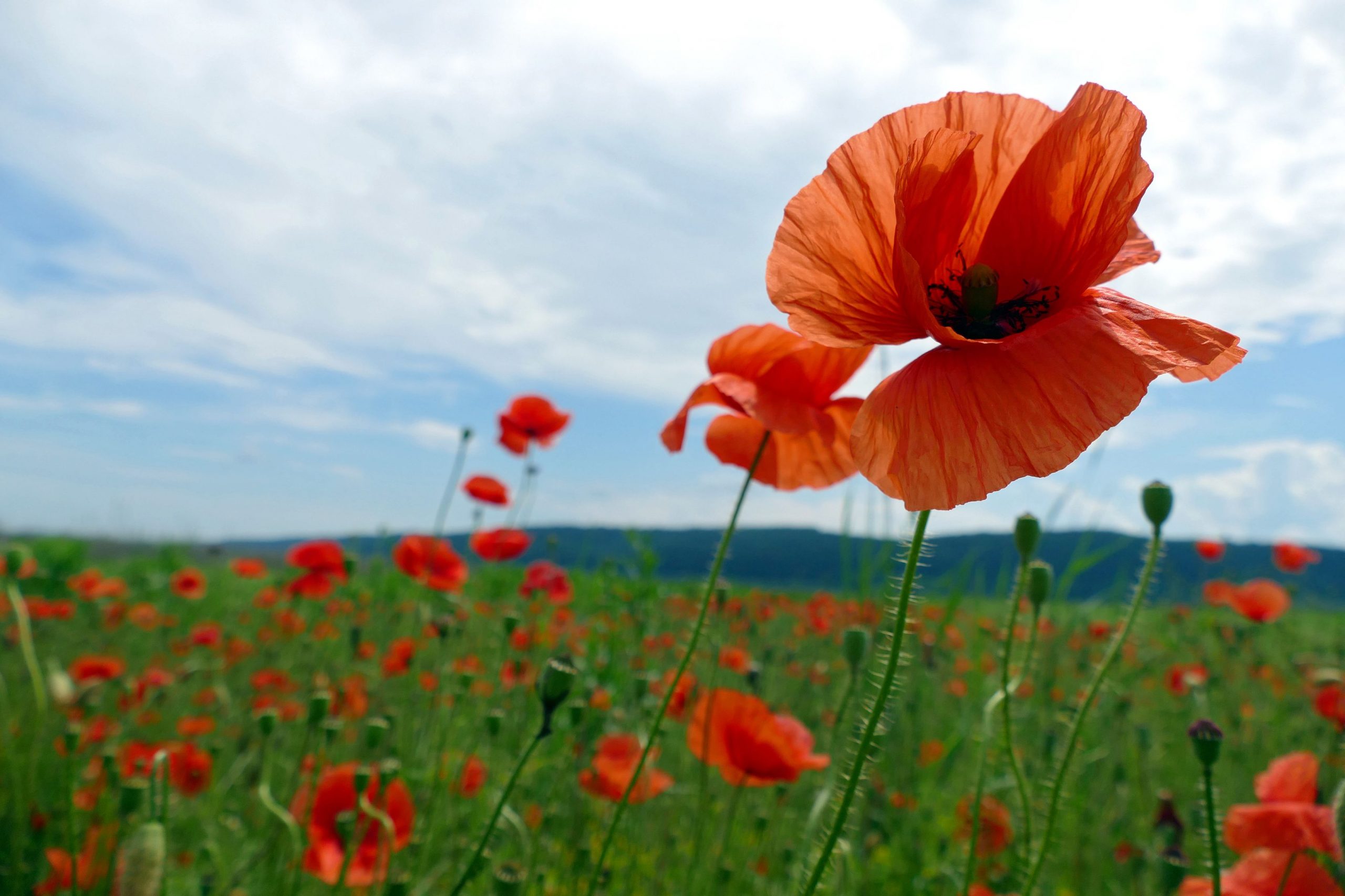 Guvernul taliban combate traficul de droguri prin interzicerea recoltării macului