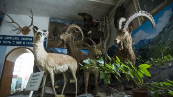 Animale împăiate, protejate prin lege, au fost găsite în Spania