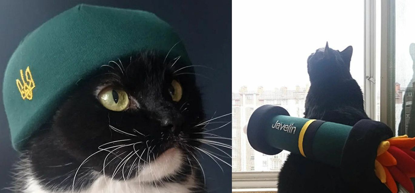 Motanul naționalist Bandera este noua senzație pe internet în Ucraina