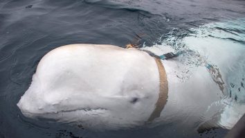 Balena Beluga care s-a rătăcit în râul Sena a fost eutanasiată în timpul salvării