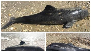 Armata rusă pune în pericol delfinii din Marea Neagră