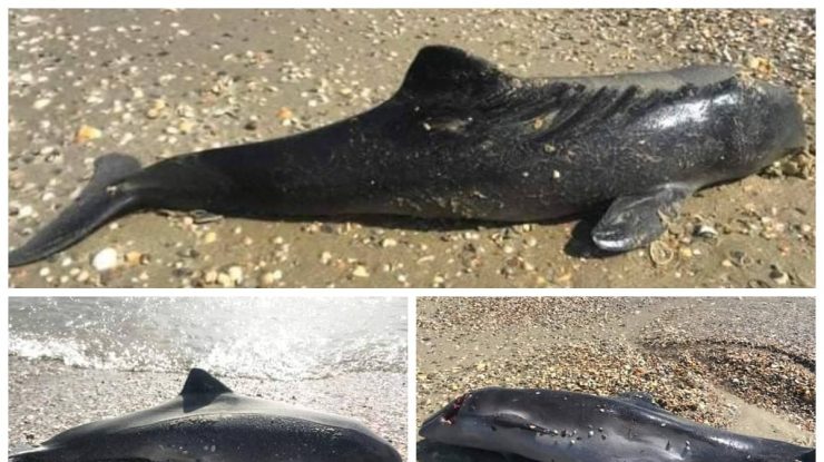 Armata rusă pune în pericol delfinii din Marea Neagră