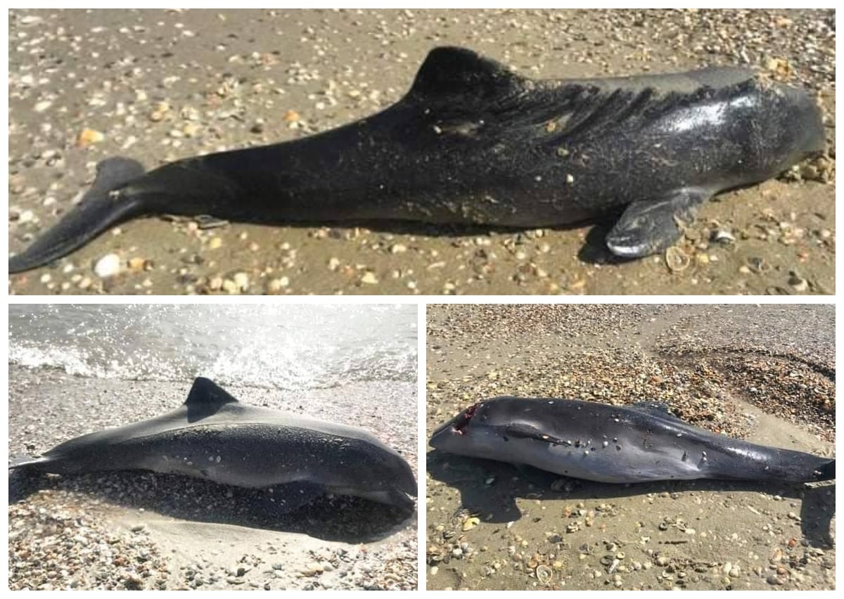 Ucraina acuză Rusia că provoacă moartea delfinilor din Marea Neagră