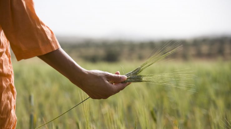 Guvernul alocă 200 de milioane de euro pentru a încuraja fermierii români