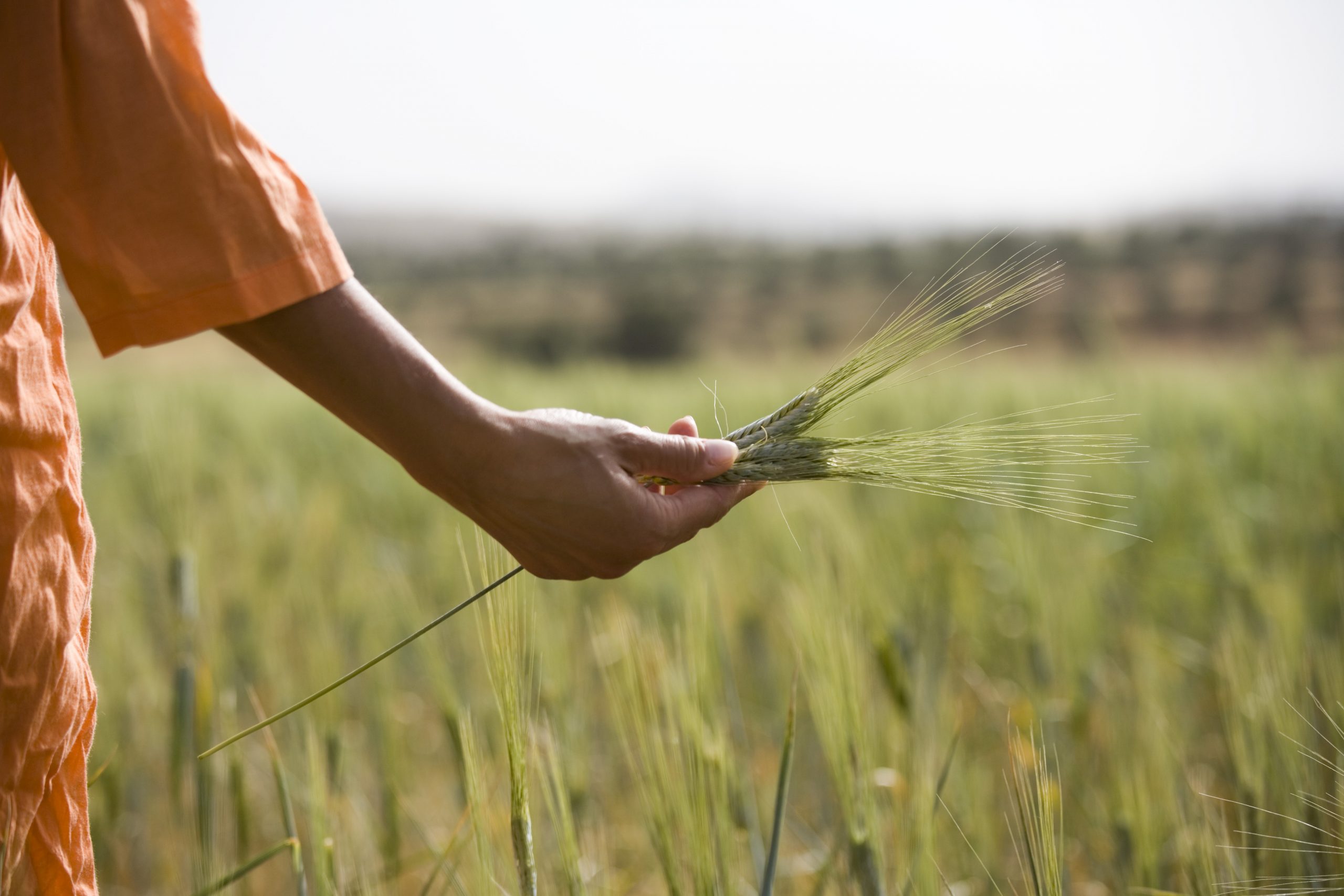 Guvernul alocă 200 de milioane de euro pentru a încuraja fermierii români