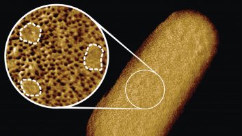 STUDIU. Cercetătorii au descoperit un nou antibiotic care ucide superbacteriile cu ajutorul inteligenței artificiale