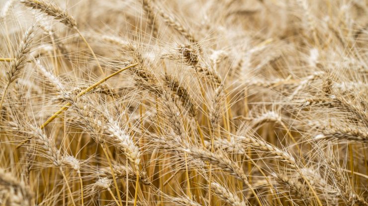 Rușii sunt acuzați că fură tone de grâu