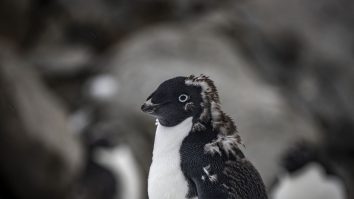 Un robot pe nume ECHO va salva pingunii din Antarctica