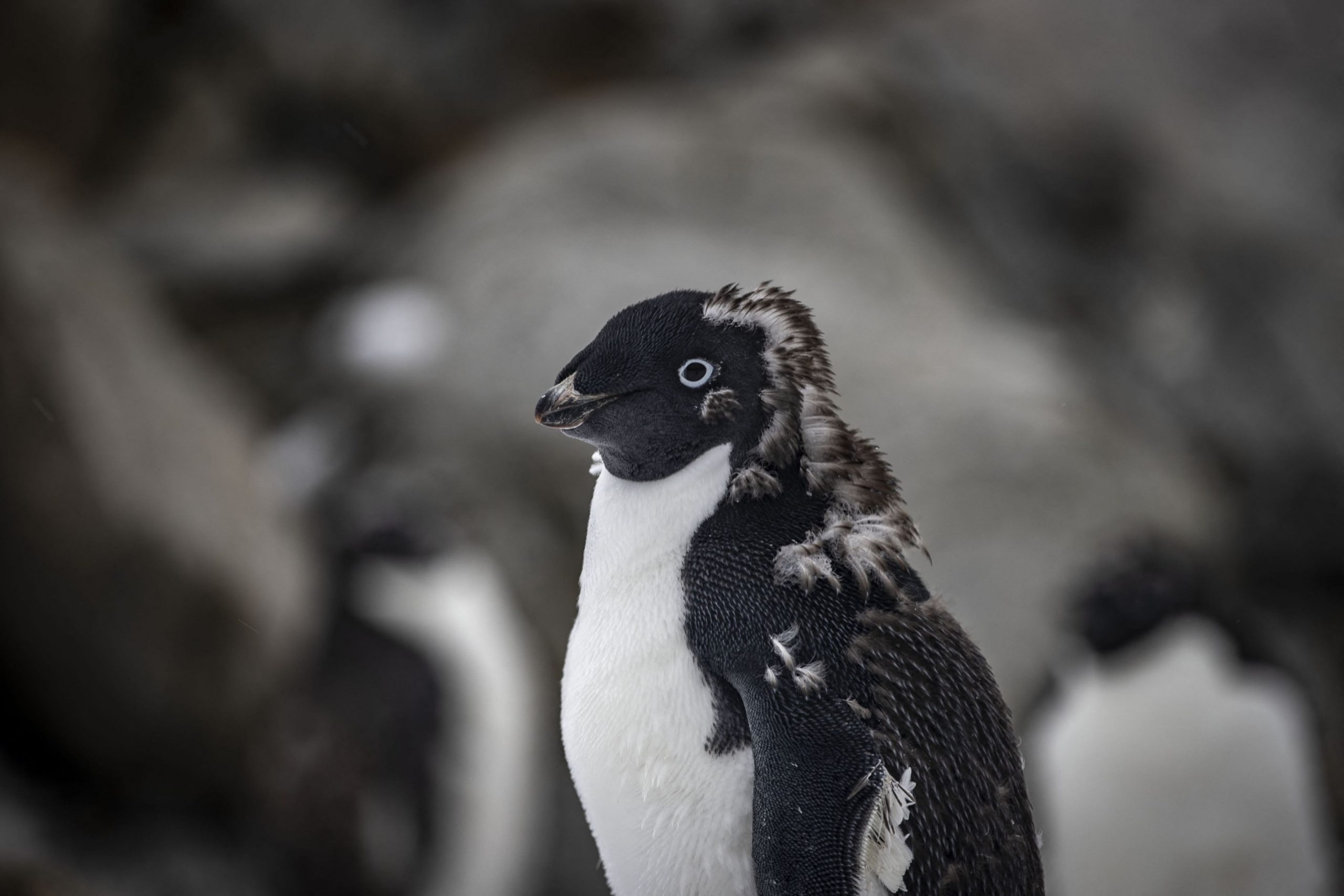 Un robot pe nume ECHO va salva pingunii din Antarctica