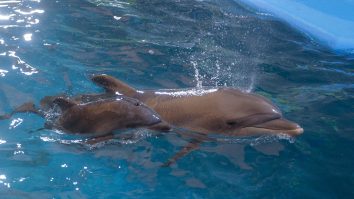 Delfini folosiți pe post de „soldați”