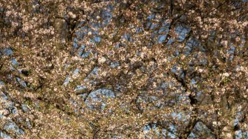 O nouă ediţie ,,Canon de Dezvoltare pentru studenţi” stă să înceapă