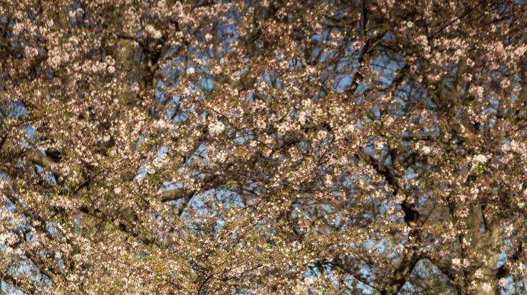 O nouă ediţie ,,Canon de Dezvoltare pentru studenţi” stă să înceapă