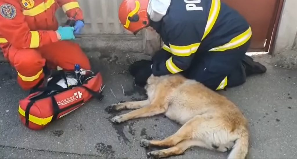 câine salvat din incendiu de pompier isu bucuresti și SMURD